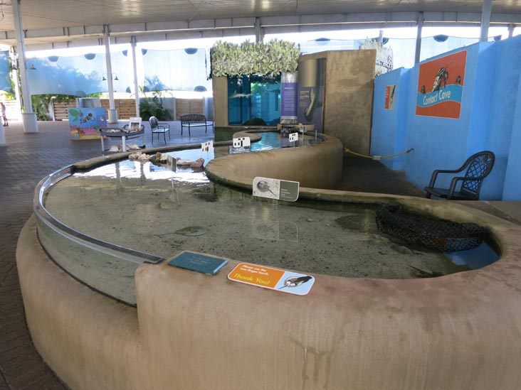 Contact Cove, Mote Marine Laboratory & Aquarium, Sarasota, Florida, November 4, 2014