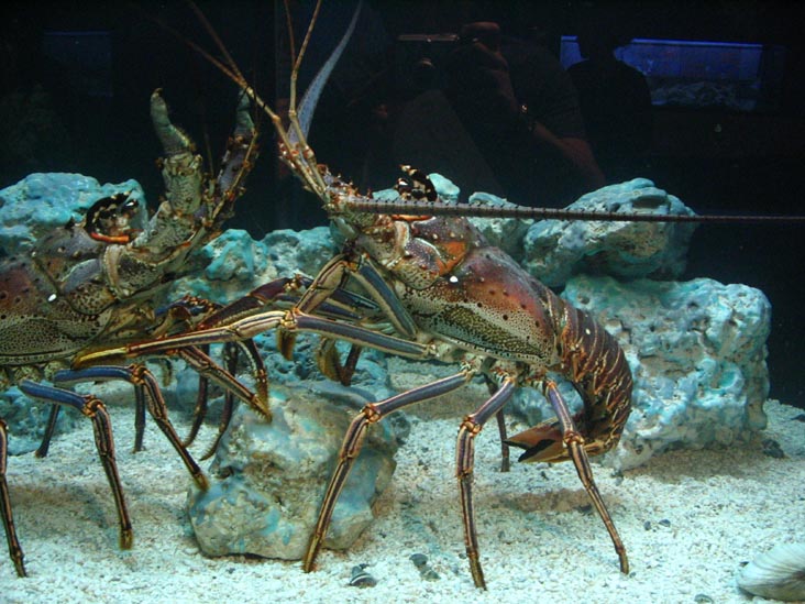 Spiny Lobsters, Mote Marine Laboratory, Sarasota, Florida, November 13, 2004