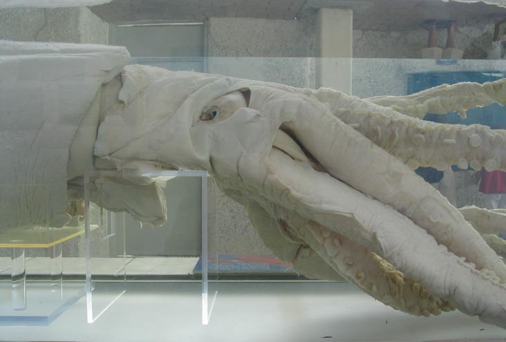 Giant Squid, Mote Marine Laboratory, Sarasota, Florida, November 13, 2004