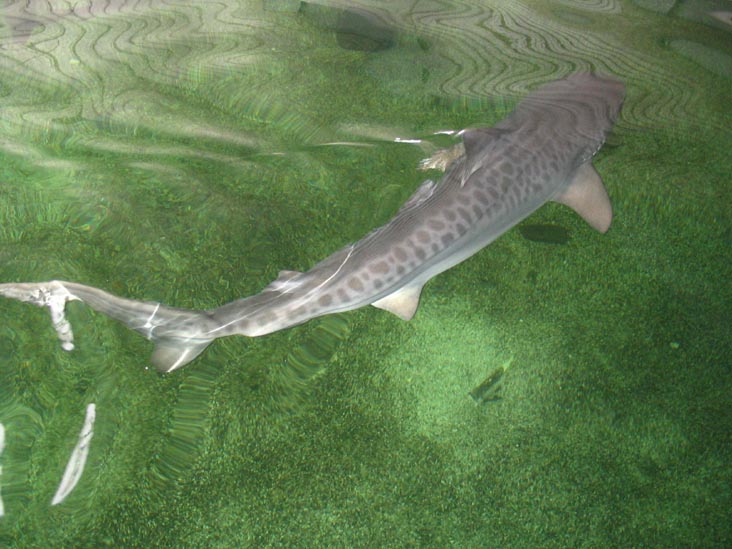 Tiger Shark, Mote Marine Laboratory, Sarasota, Florida, November 13, 2004