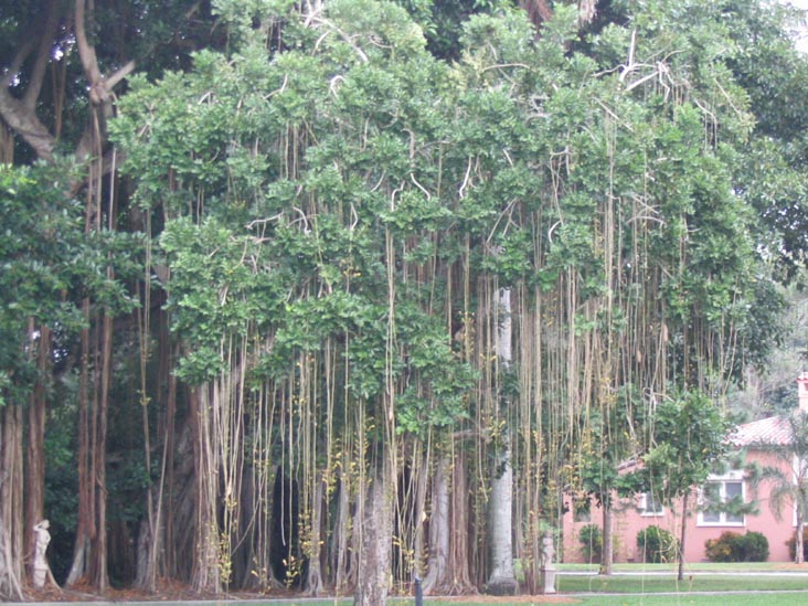 Banyan Tree, John and Mable Ringling Museum of Art, 5401 Bay Shore Road, Sarasota, Florida, November 1, 2003