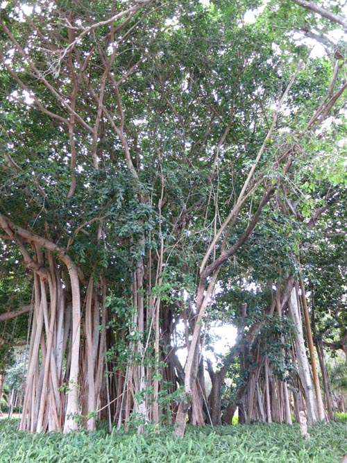 The Ringling, Sarasota, Florida, November 7, 2013