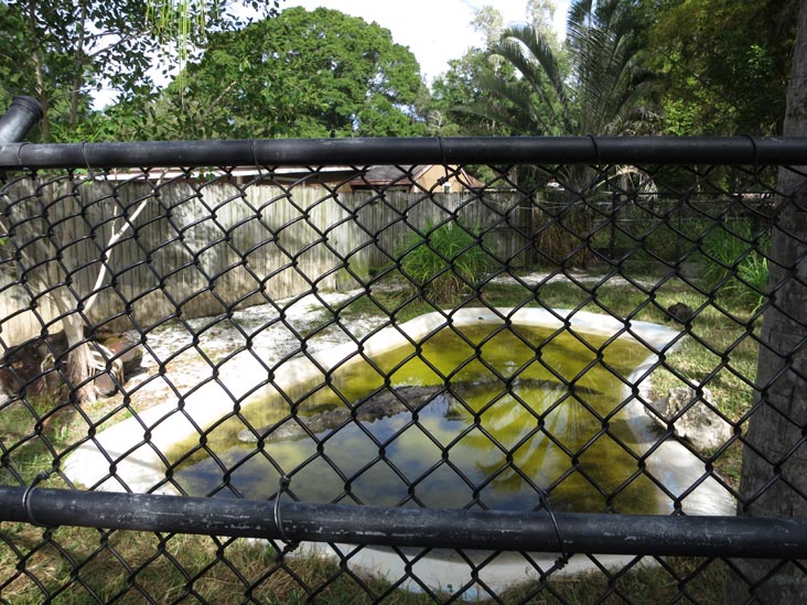 American Crocodile, Sarasota Jungle Gardens, Sarasota, Florida, November 7, 2013