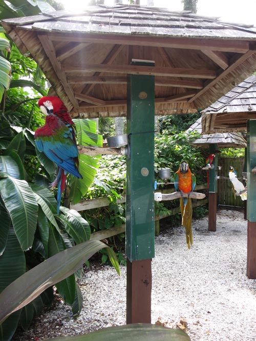 Bird Posing Area, Sarasota Jungle Gardens, Sarasota, Florida, November 7, 2013
