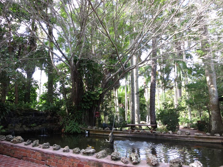 Koi Pond, Sarasota Jungle Gardens, Sarasota, Florida, November 7, 2013