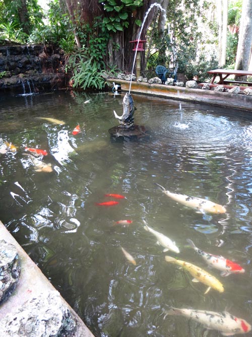 Koi Pond, Sarasota Jungle Gardens, Sarasota, Florida, November 7, 2013
