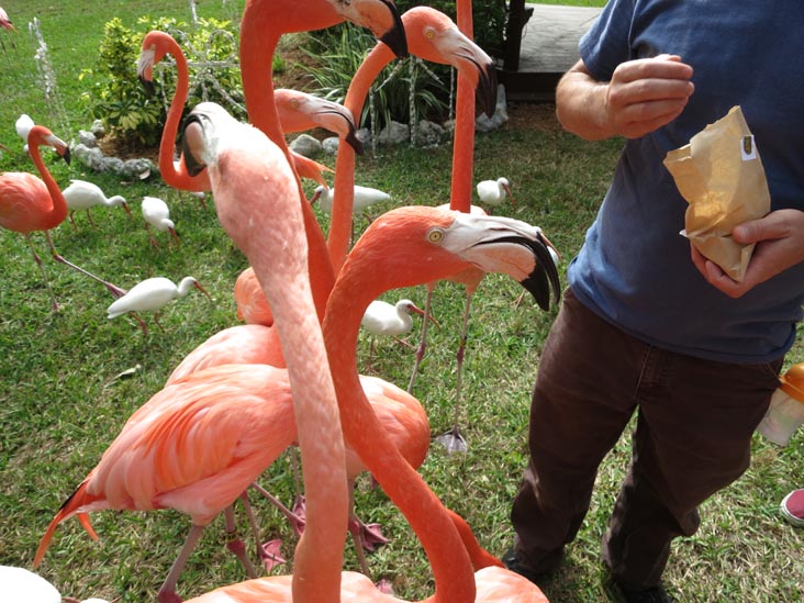 Flamingo Feeding Area, Sarasota Jungle Gardens, Sarasota, Florida, November 7, 2013