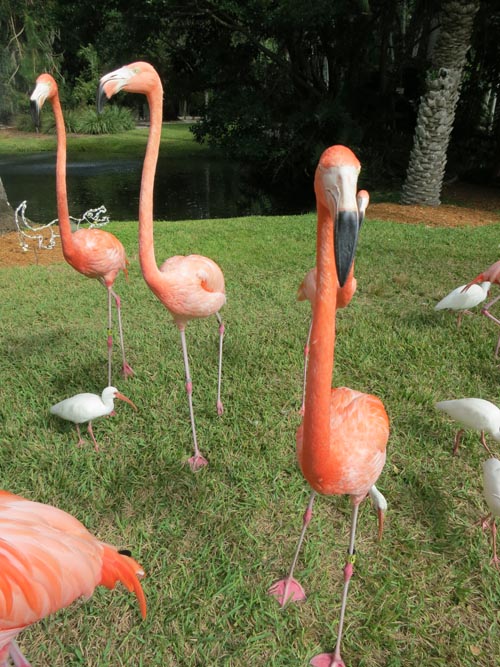 Flamingo Feeding Area, Sarasota Jungle Gardens, Sarasota, Florida, November 7, 2013