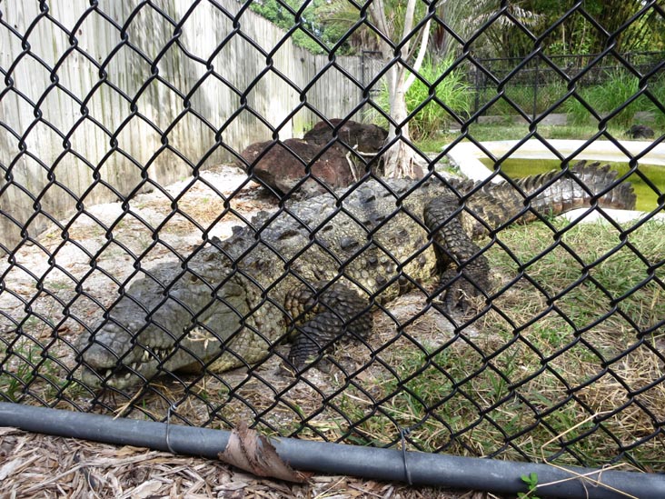 American Crocodile, Sarasota Jungle Gardens, Sarasota, Florida, November 7, 2013