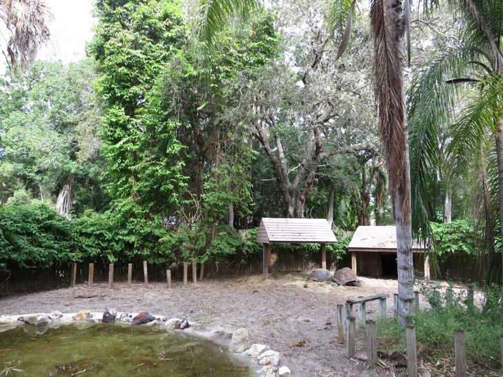 Tortoises, Sarasota Jungle Gardens, Sarasota, Florida, November 7, 2013