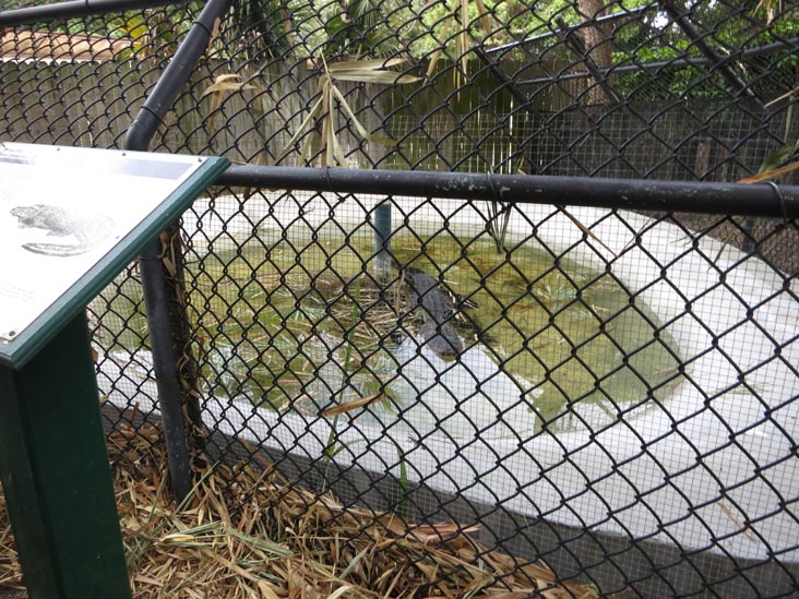 Alligator, Sarasota Jungle Gardens, Sarasota, Florida, November 7, 2013