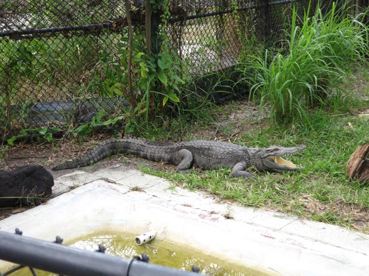 Alligator, Sarasota Jungle Gardens, Sarasota, Florida, November 7, 2013