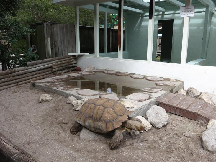 Tortoise, Sarasota Jungle Gardens, Sarasota, Florida, November 7, 2013