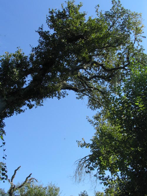 Nature Path, Solomon's Castle, 4533 Solomon Road, Ona, Florida, November 10, 2007
