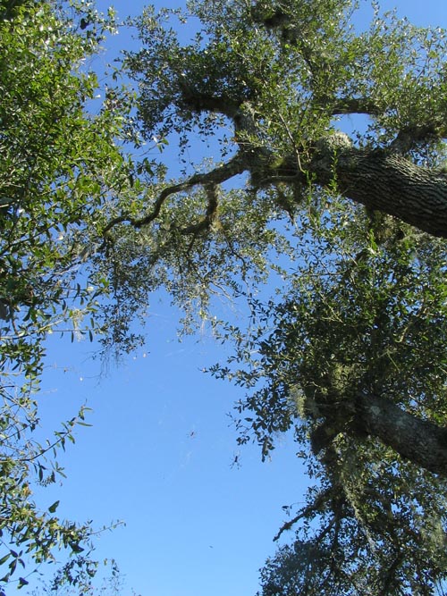 Nature Path, Solomon's Castle, 4533 Solomon Road, Ona, Florida, November 10, 2007