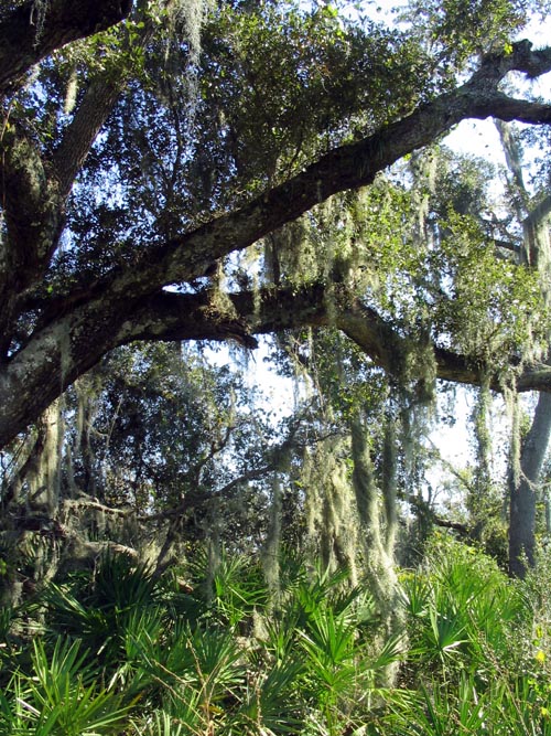 Spanish Moss, Nature Path, Solomon's Castle, 4533 Solomon Road, Ona, Florida, November 10, 2007