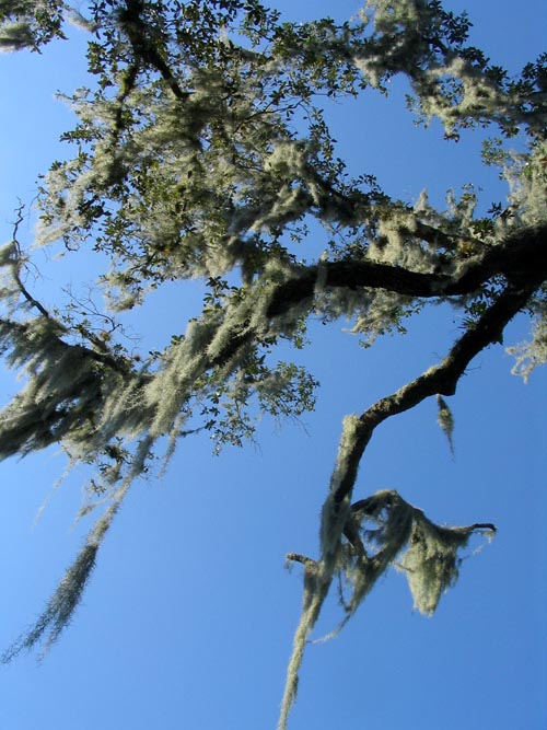 Spanish Moss, Nature Path, Solomon's Castle, 4533 Solomon Road, Ona, Florida, November 10, 2007