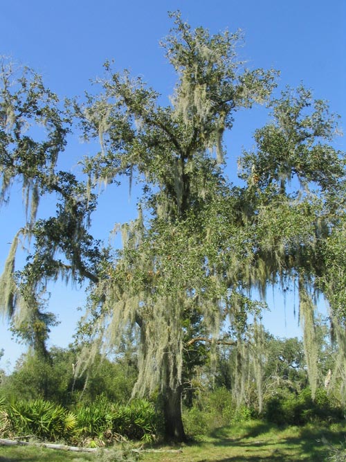 Spanish Moss, Nature Path, Solomon's Castle, 4533 Solomon Road, Ona, Florida, November 10, 2007