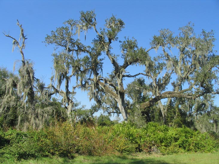 Spanish Moss, Nature Path, Solomon's Castle, 4533 Solomon Road, Ona, Florida, November 10, 2007