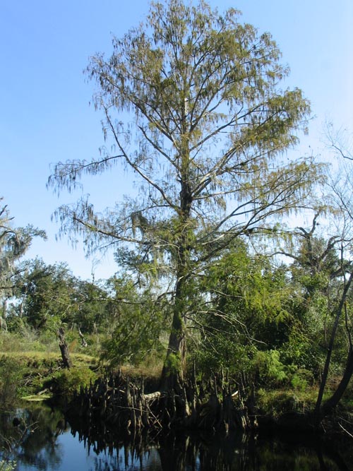 Nature Path, Solomon's Castle, 4533 Solomon Road, Ona, Florida, November 10, 2007