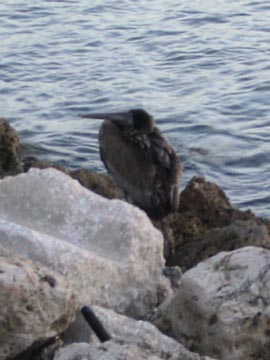 Pelican, Sunshine Skyway North Pier, Tampa-St. Petersburg, Florida, November 13, 2004