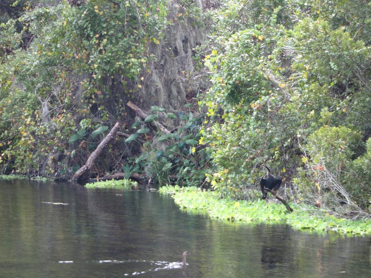 Wilderness River Cruise, Weeki Wachee Springs State Park, Weeki Wachee, Florida, November 5, 2013