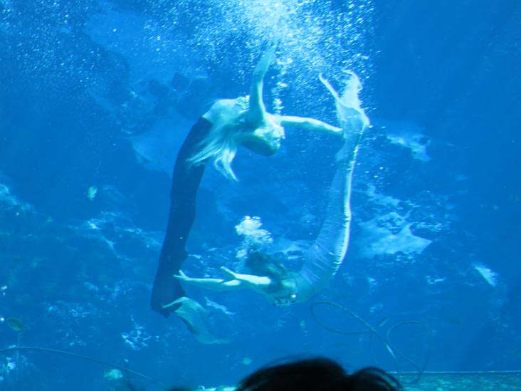 Fish Tails Mermaid Show, Weeki Wachee Springs State Park, Weeki Wachee, Florida, November 5, 2013
