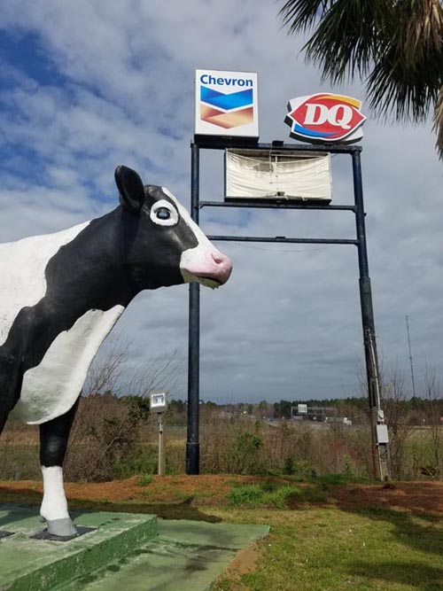 Cow, 2005 North Street, Ashburn, Georgia, February 21, 2019
