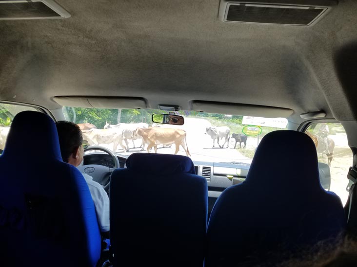 Cows in Road, Guatemala, July 23, 2019
