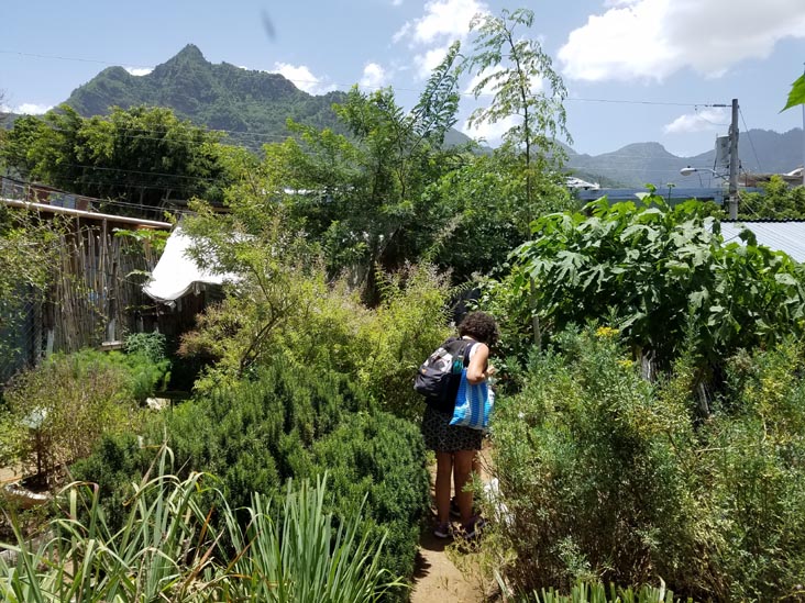 Plantas Medicinales, San Juan La Laguna, Guatemala, July 29, 2019
