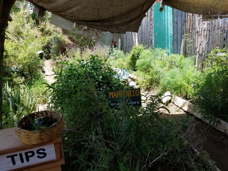 Plantas Medicinales, San Juan La Laguna, Guatemala, July 29, 2019