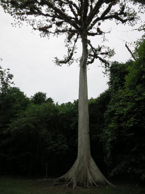 Ceiba Tree, Tikal, Petén, Guatemala, July 21, 2019