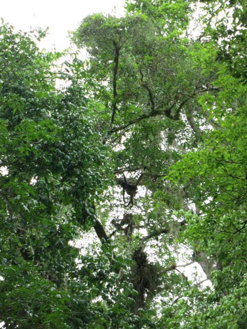 Howler Monkeys, Tikal, Petén, Guatemala, July 21, 2019