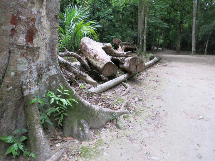 Tikal, Petén, Guatemala, July 21, 2019
