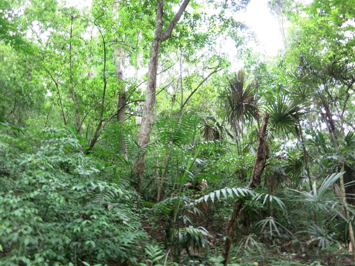 Tikal, Petén, Guatemala, July 21, 2019