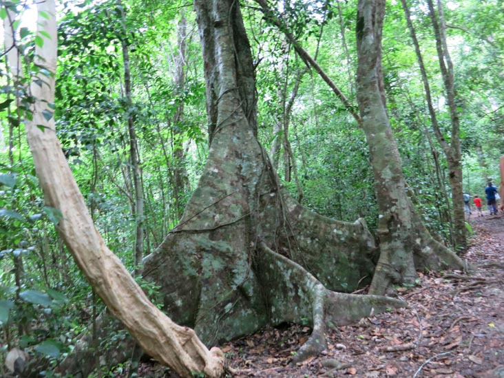 Tikal, Petén, Guatemala, July 21, 2019