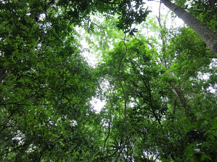 Tikal, Petén, Guatemala, July 21, 2019