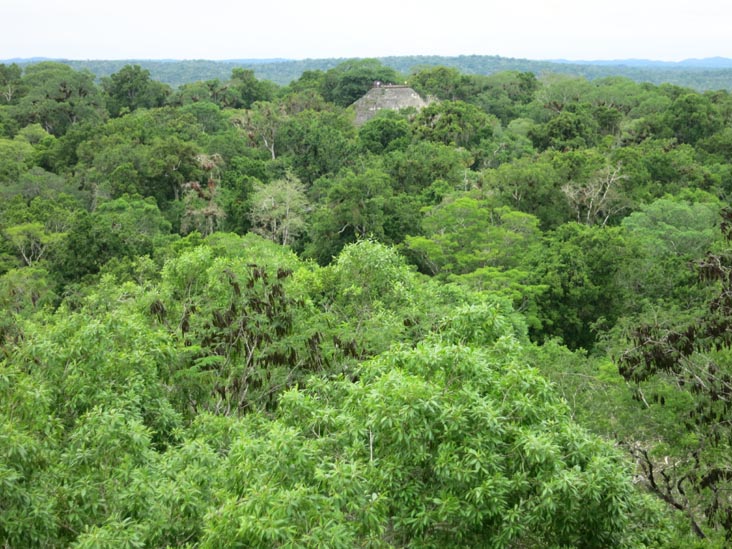 View From Temple IV, Tikal, Petén, Guatemala, July 21, 2019