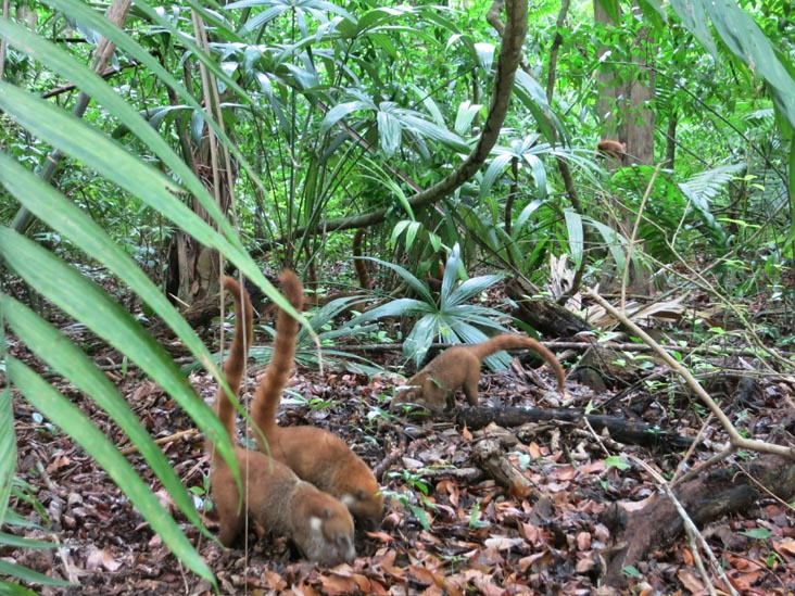 Coati (Pizote), Tikal, Petén, Guatemala, July 21, 2019