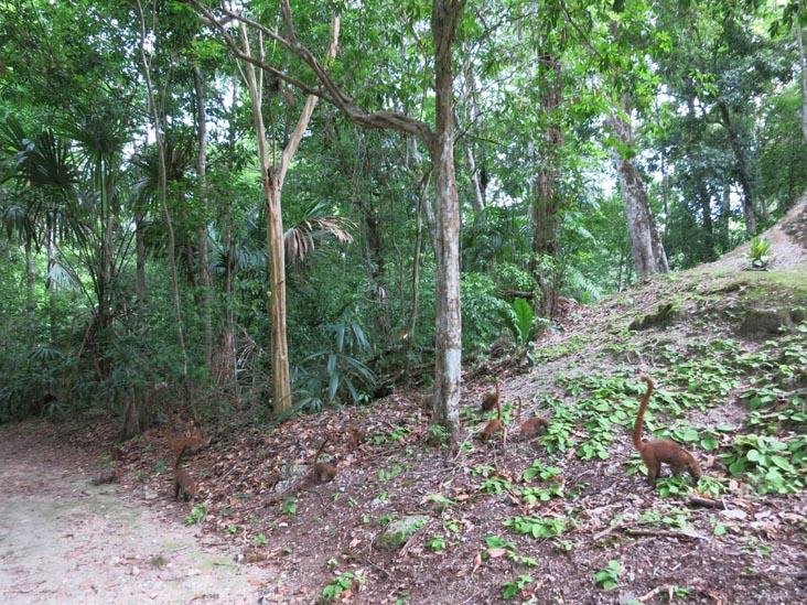 Coati (Pizote), Tikal, Petén, Guatemala, July 21, 2019