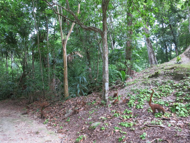 Coati (Pizote), Tikal, Petén, Guatemala, July 21, 2019