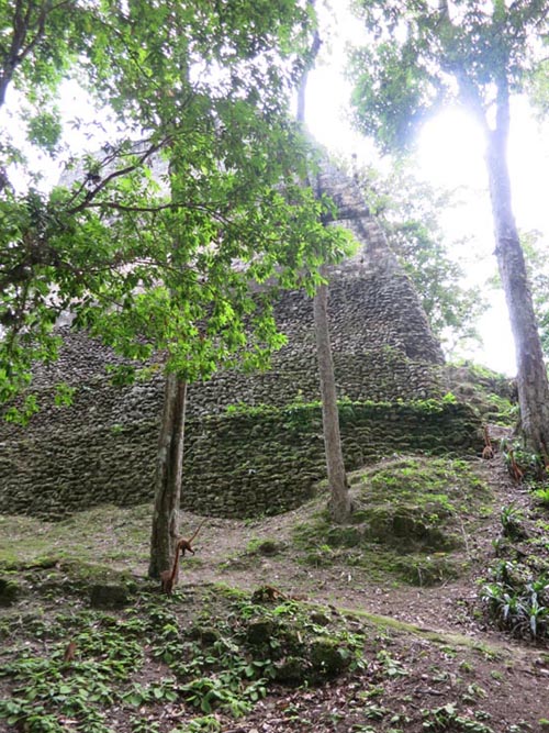 Coati (Pizote), Tikal, Petén, Guatemala, July 21, 2019
