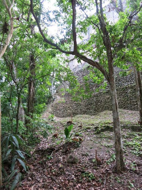 Coati (Pizote), Tikal, Petén, Guatemala, July 21, 2019