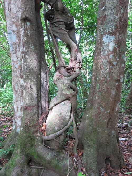 Tikal, Petén, Guatemala, July 21, 2019