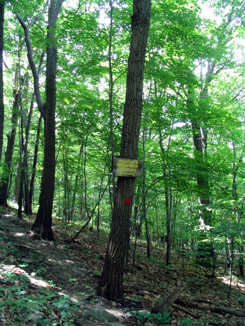Short Hike To Sunnyside Road From Malouf's Mountain Sunset Camp, Overlook Trail, Beacon Hills, New York, June 24, 2007