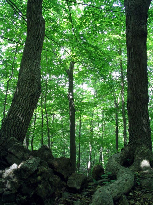 Big Rock, Short Hike To Sunnyside Road From Malouf's Mountain Sunset Camp, Overlook Trail, Beacon Hills, New York, June 24, 2007