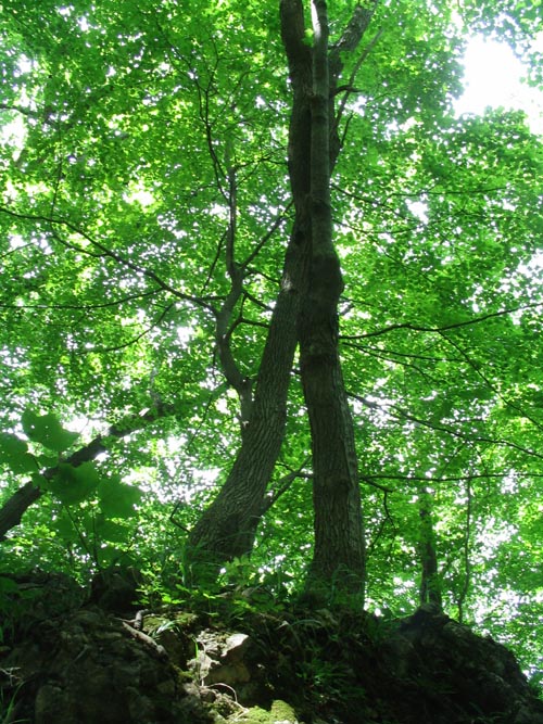 Big Rock, Short Hike To Sunnyside Road From Malouf's Mountain Sunset Camp, Overlook Trail, Beacon Hills, New York, June 24, 2007