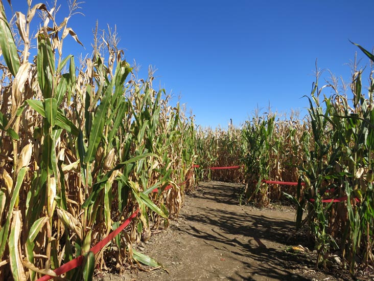 Corn Maze, Barton Orchards, 63 Apple Tree Lane, Poughquag, New York, October 20, 2014