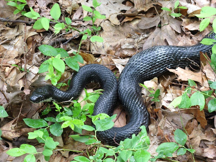 Black Rat Snake, Fishkill Ridge, Dutchess County, New York, June 13, 2009