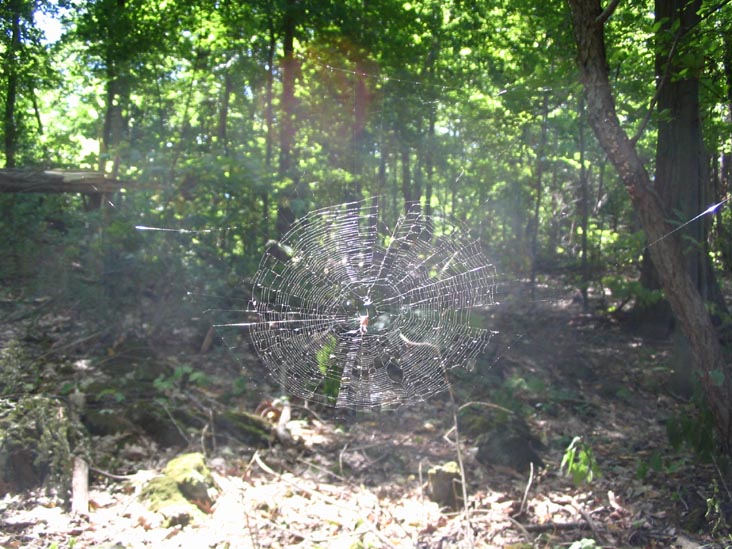 Spider Web, Arden Point Trail, Hudson Highlands State Park, Garrison, New York